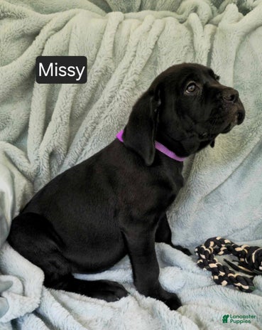 Cane Corso dogs for sale - Ad 5