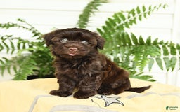Havanese dogs for sale: Leo - Image 1