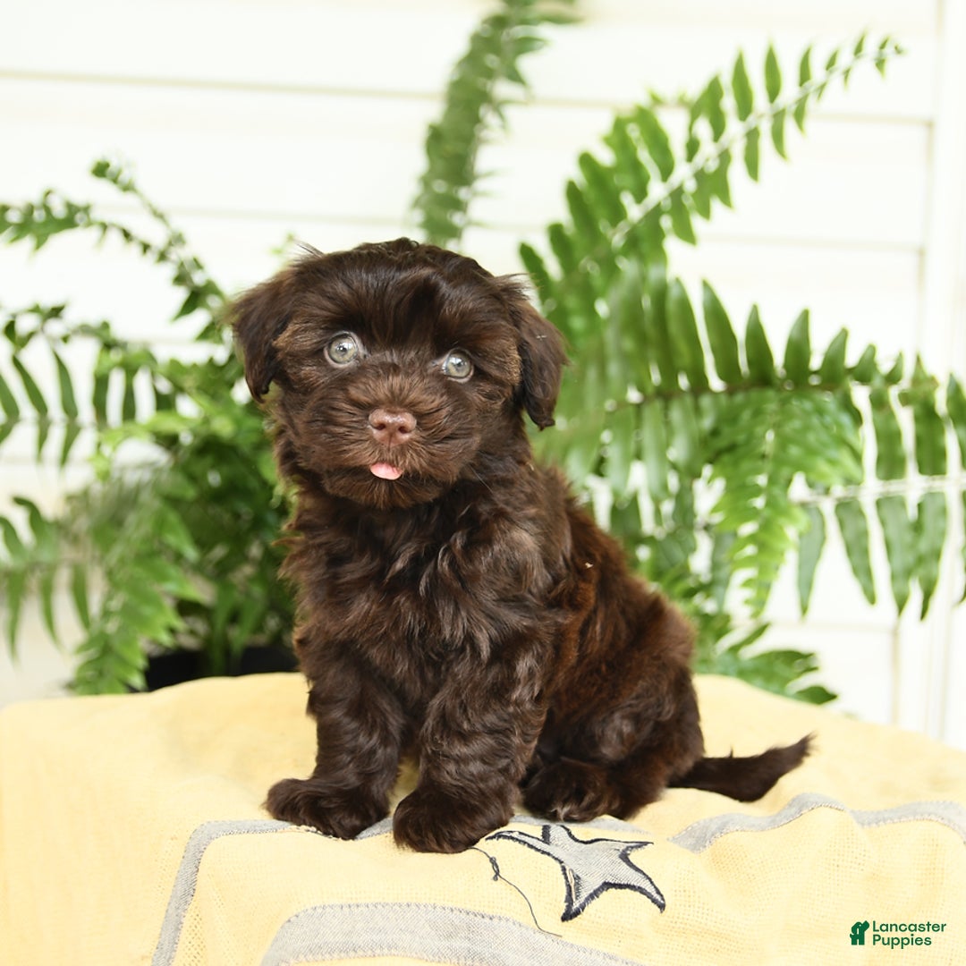Havanese dogs for sale: Leo - Image 1