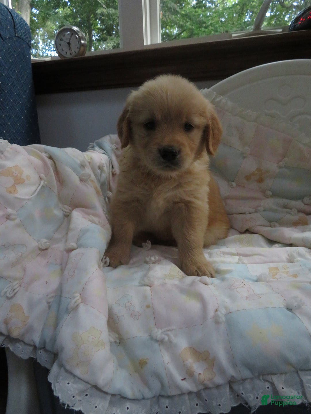 Golden Retriever dogs for sale: Truffle - Image 23