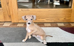 Italian Greyhound dogs for sale: RJ - Image 10