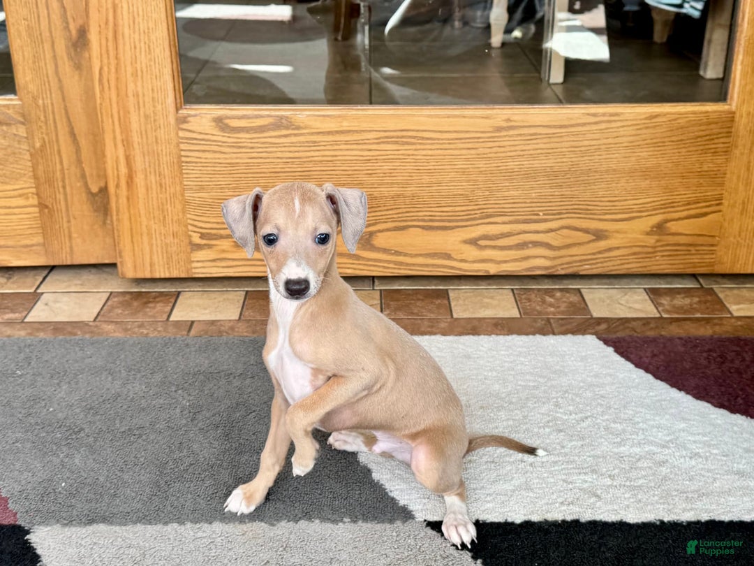 Italian Greyhound dogs for sale: RJ - Image 10