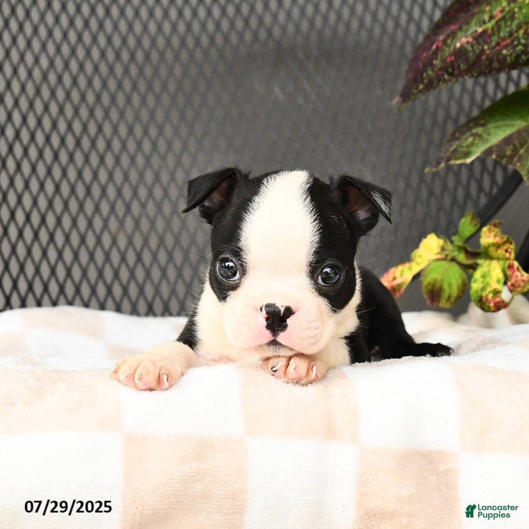 Boston Terrier dogs for sale: Junior - Image 2