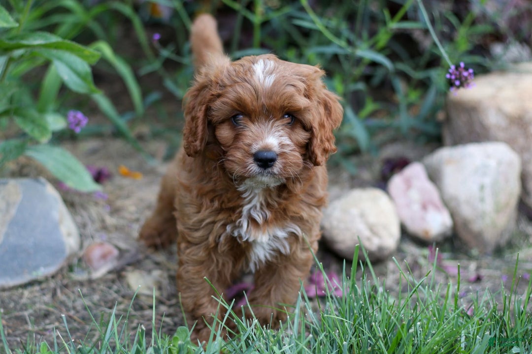 Cavapoo dogs for sale: Snip - Image 1