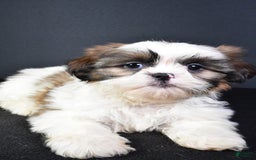Shih Tzu dogs for sale: Jane - Image 4