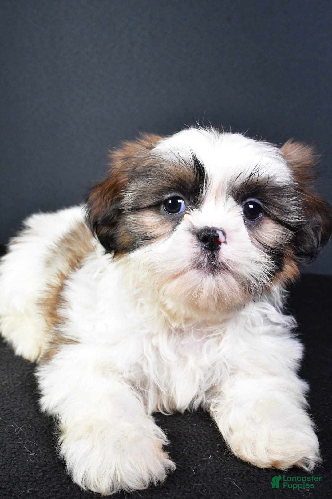 Shih Tzu dogs for sale: Jane - Image 4