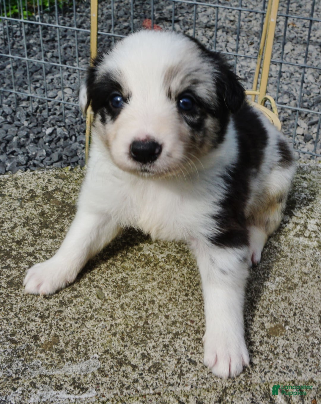 Border Collie dogs for sale: Roman - Image 3