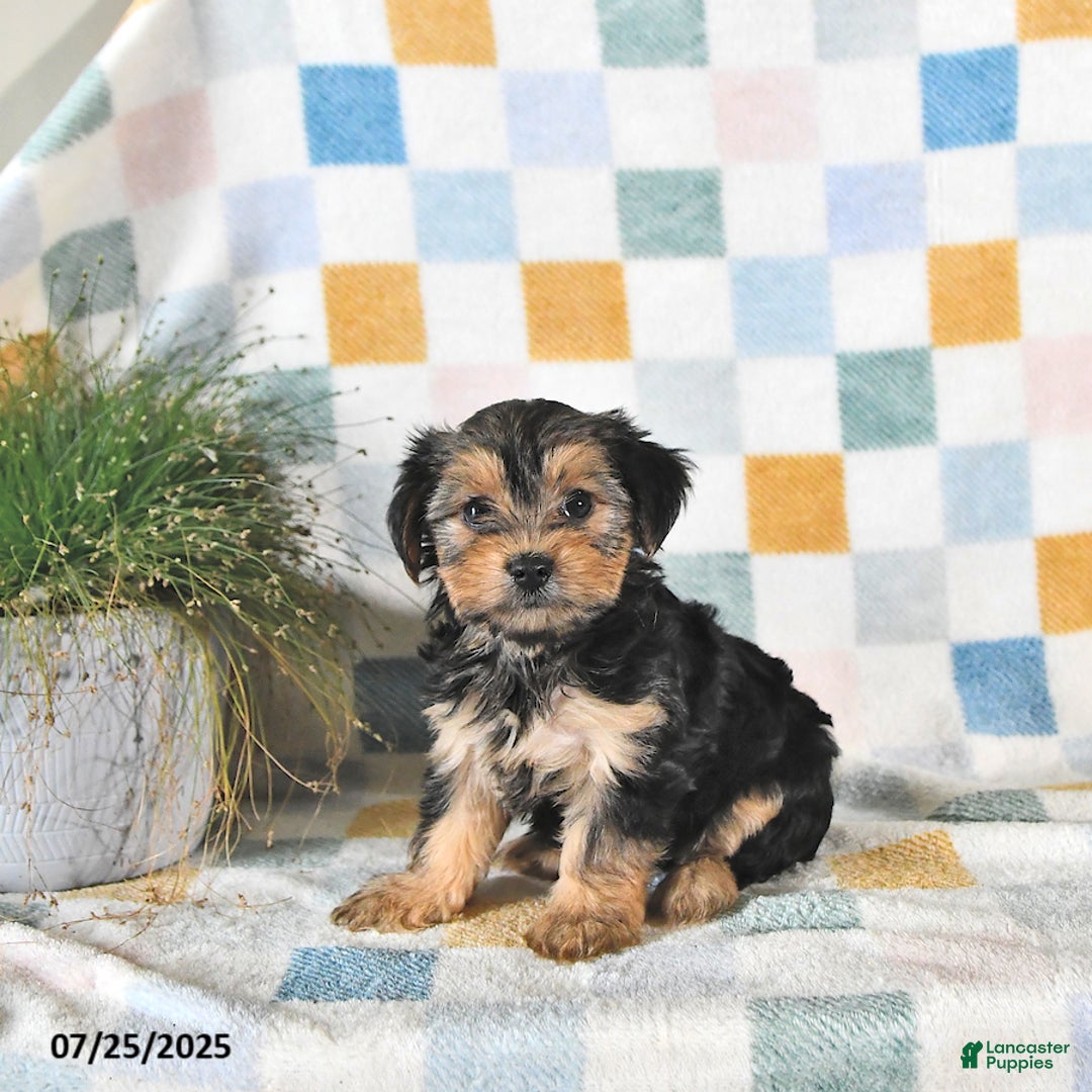Yorkshire Terrier dogs for sale: Trixie - Image 3
