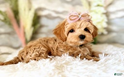 Maltipoo dogs for sale: Dark Pink Collar - Image 28