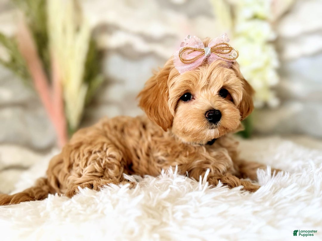 Maltipoo dogs for sale: Dark Pink Collar - Image 28