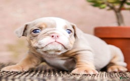 English Bulldog dogs for sale: Truffles - Image 2
