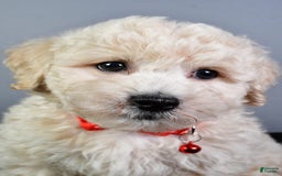 Bichpoo dogs for sale: Splash - Image 8