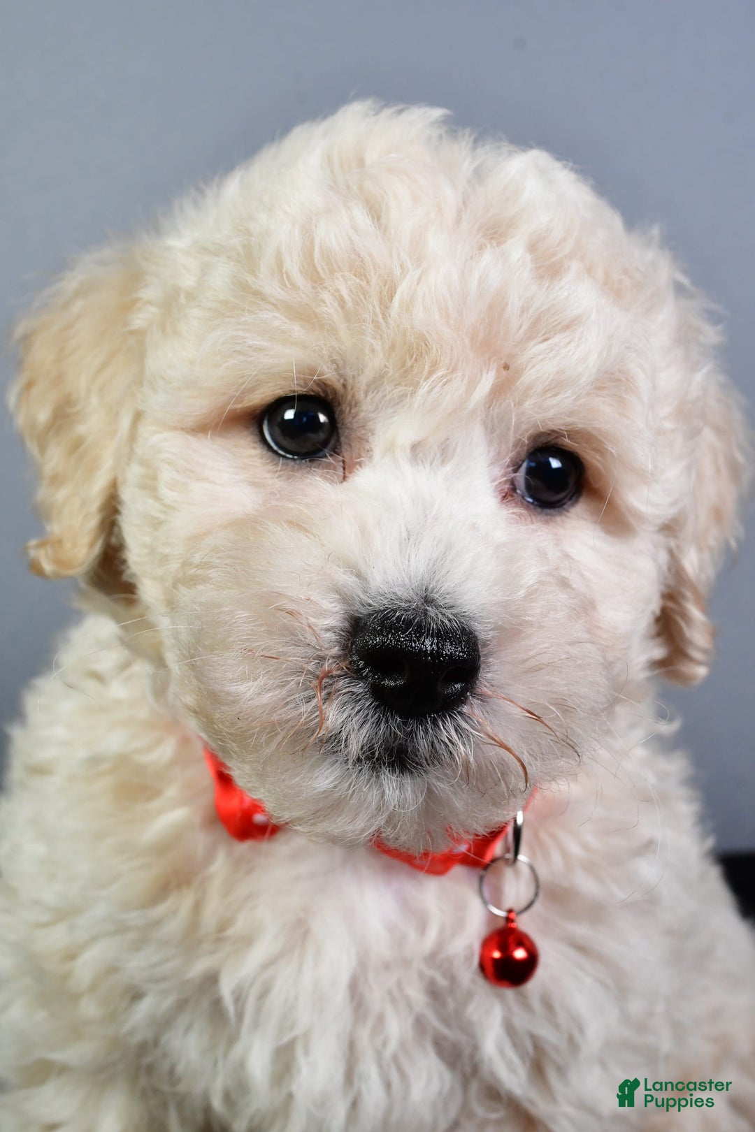 Bichpoo dogs for sale: Splash - Image 8