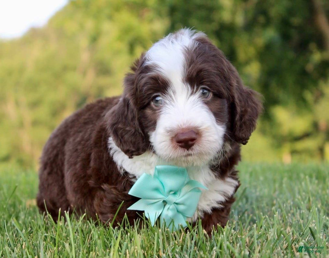 Mini Aussiedoodle dogs for sale: Logan - Image 6