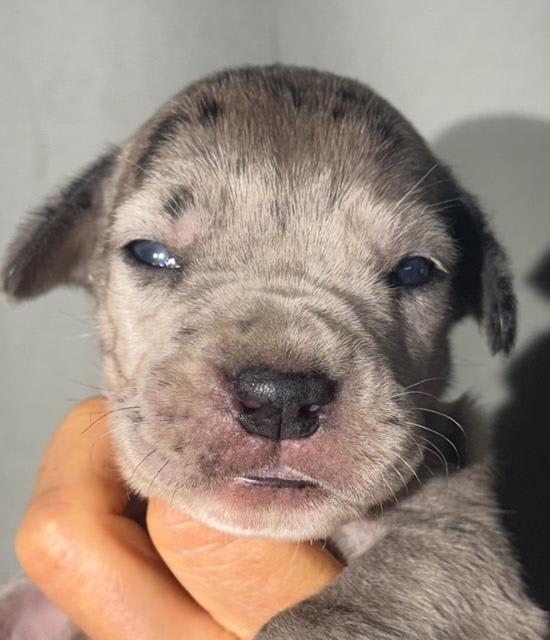 Great Dane dogs for sale: Lucy - Blue Merle - Image 3