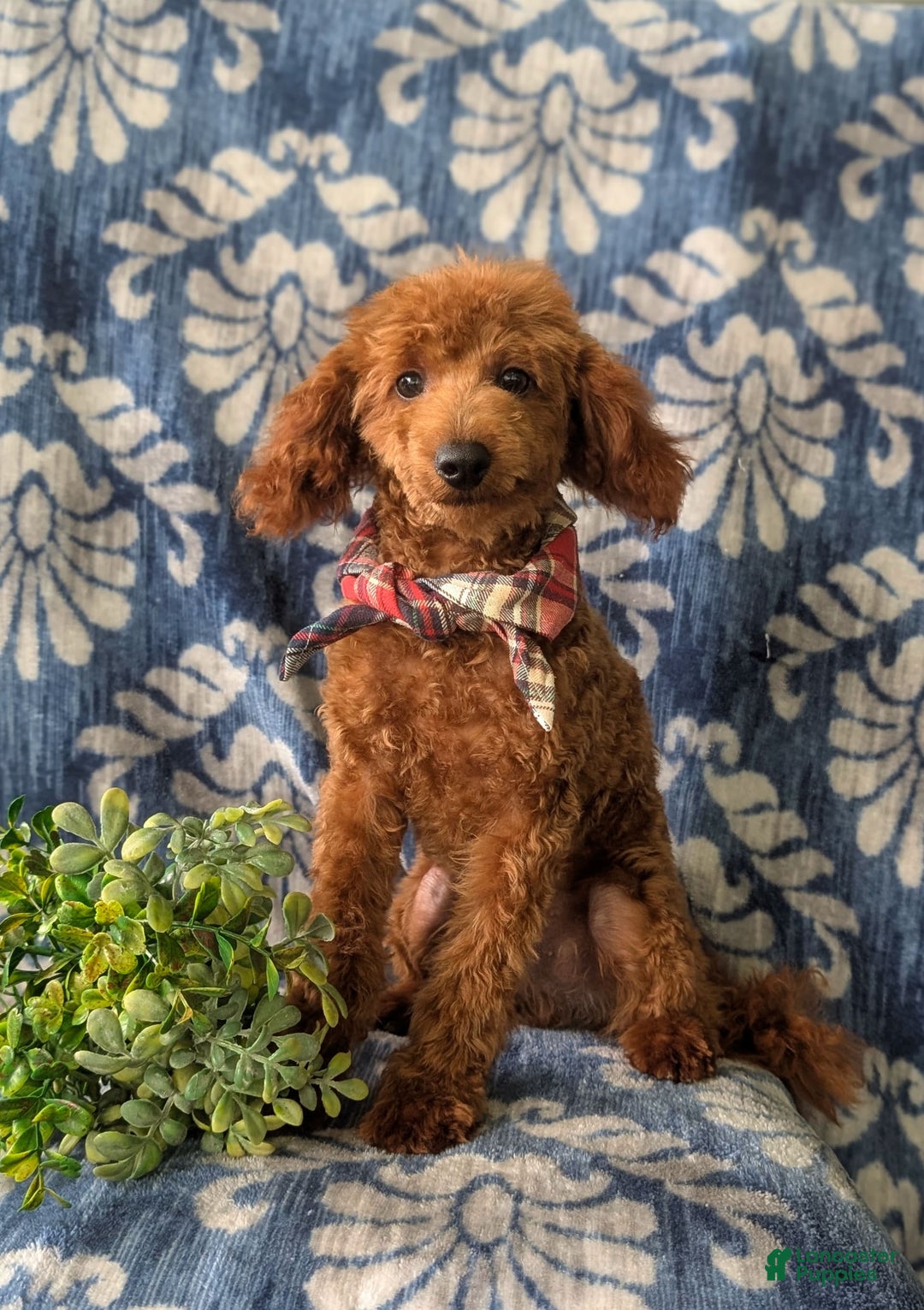 Toy Poodle dogs for sale: Duncan - Image 5