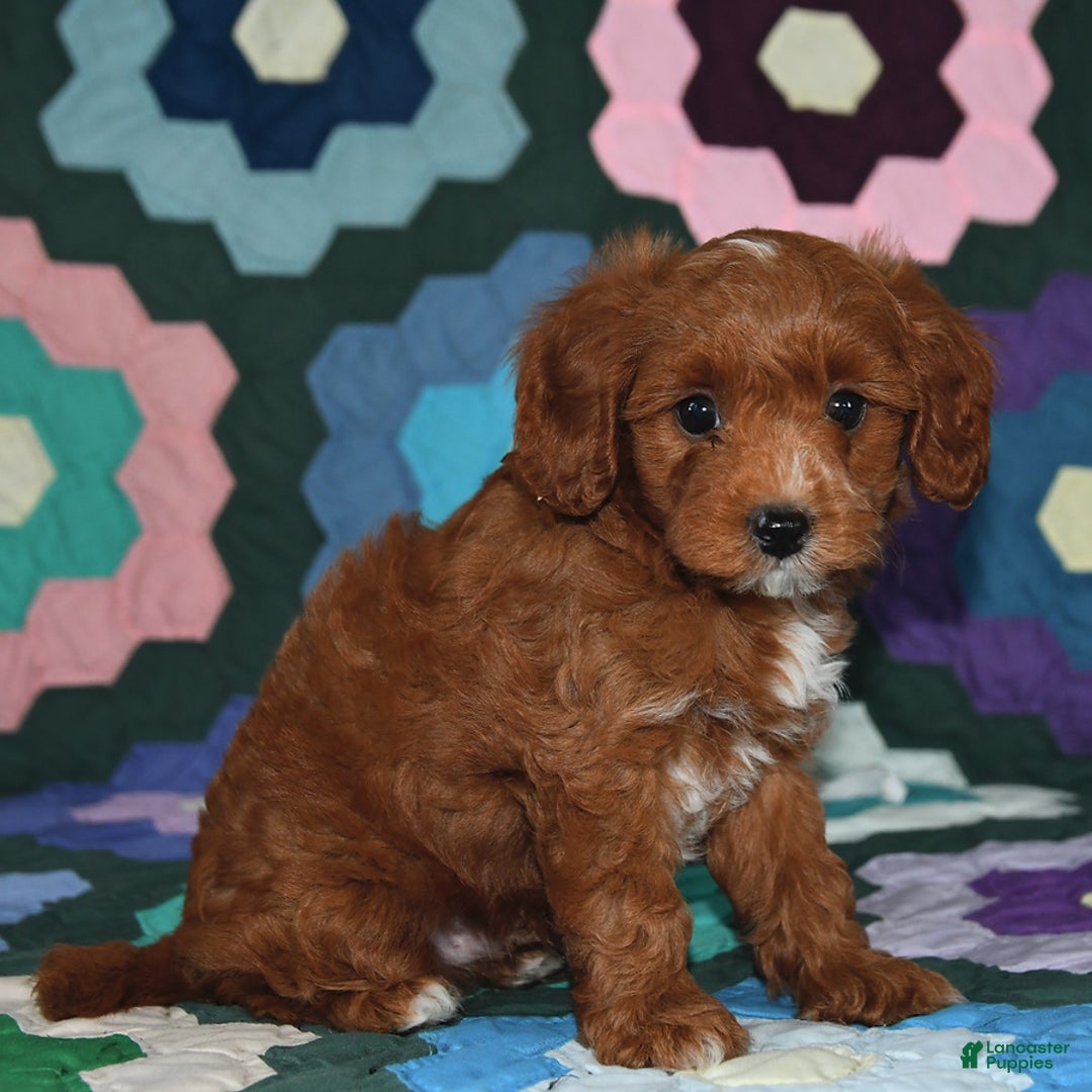 Miniature Poodle dogs for sale: Freddie - Image 3