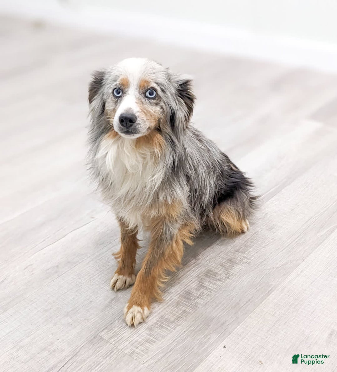 Miniature Australian Shepherd dogs for sale: Athena - Image 7