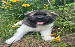 Akita dogs for sale: Akita 5 puppies - Image 2