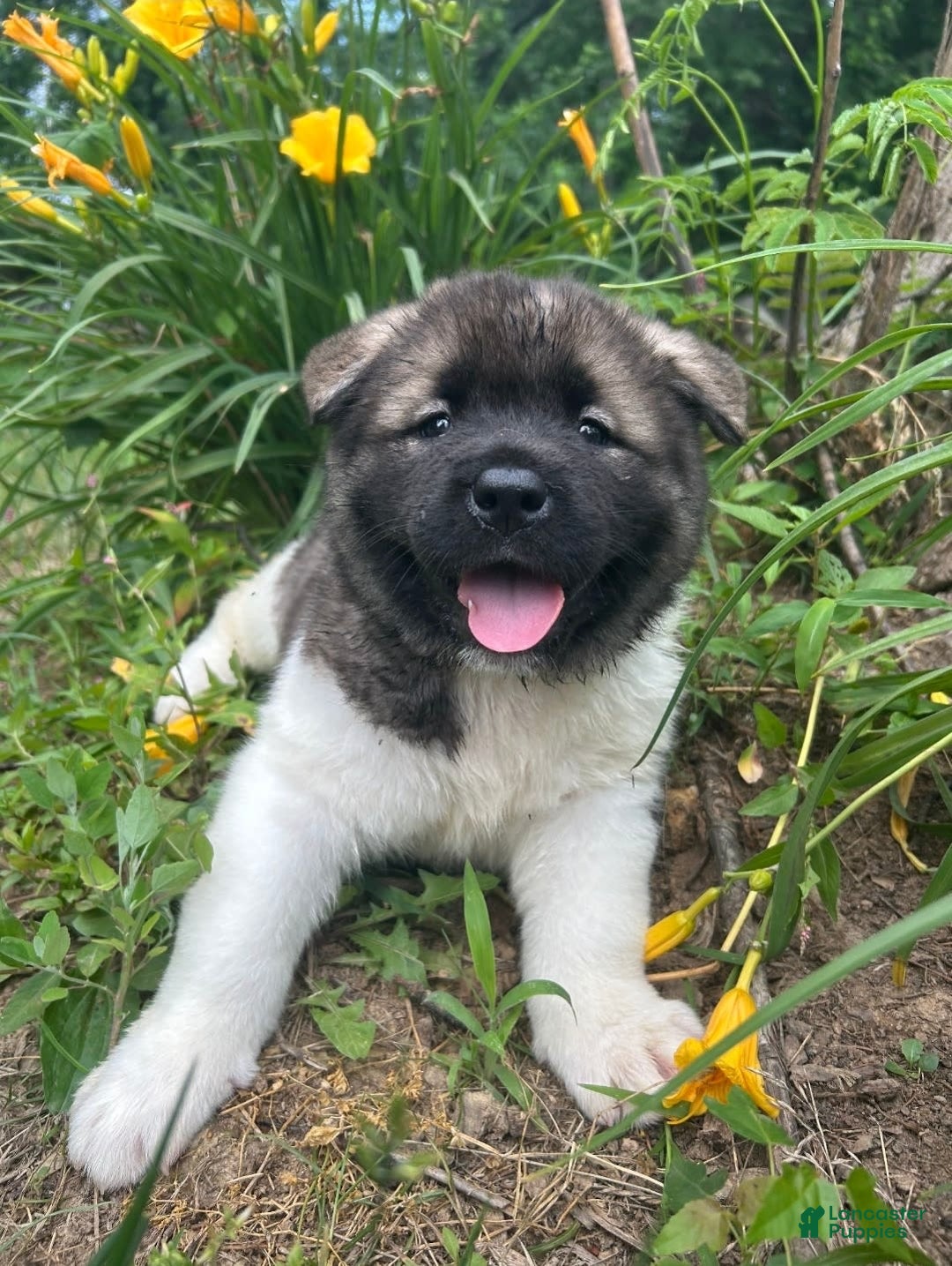 Akita dogs for sale: Akita 5 puppies - Image 2