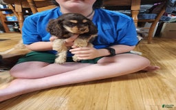 Cocker Spaniel dogs for sale: Reece - Image 1
