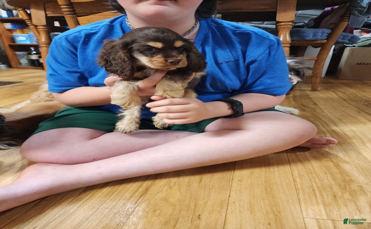 Cocker Spaniel dogs for sale - Ad 2