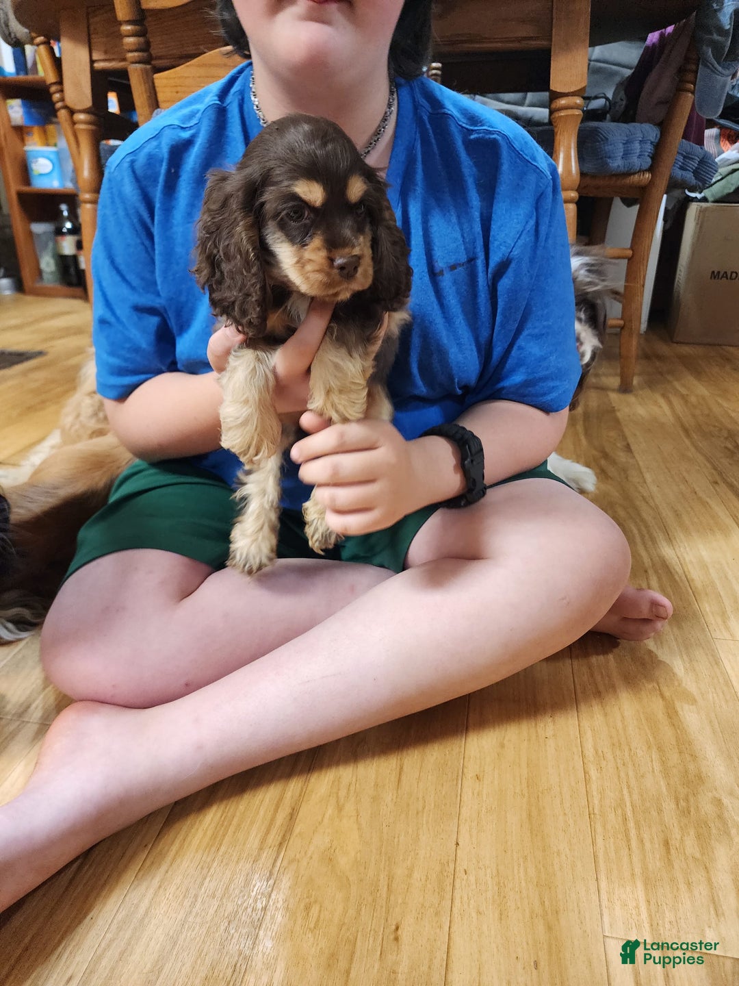 Cocker Spaniel dogs for sale: Reece - Image 1