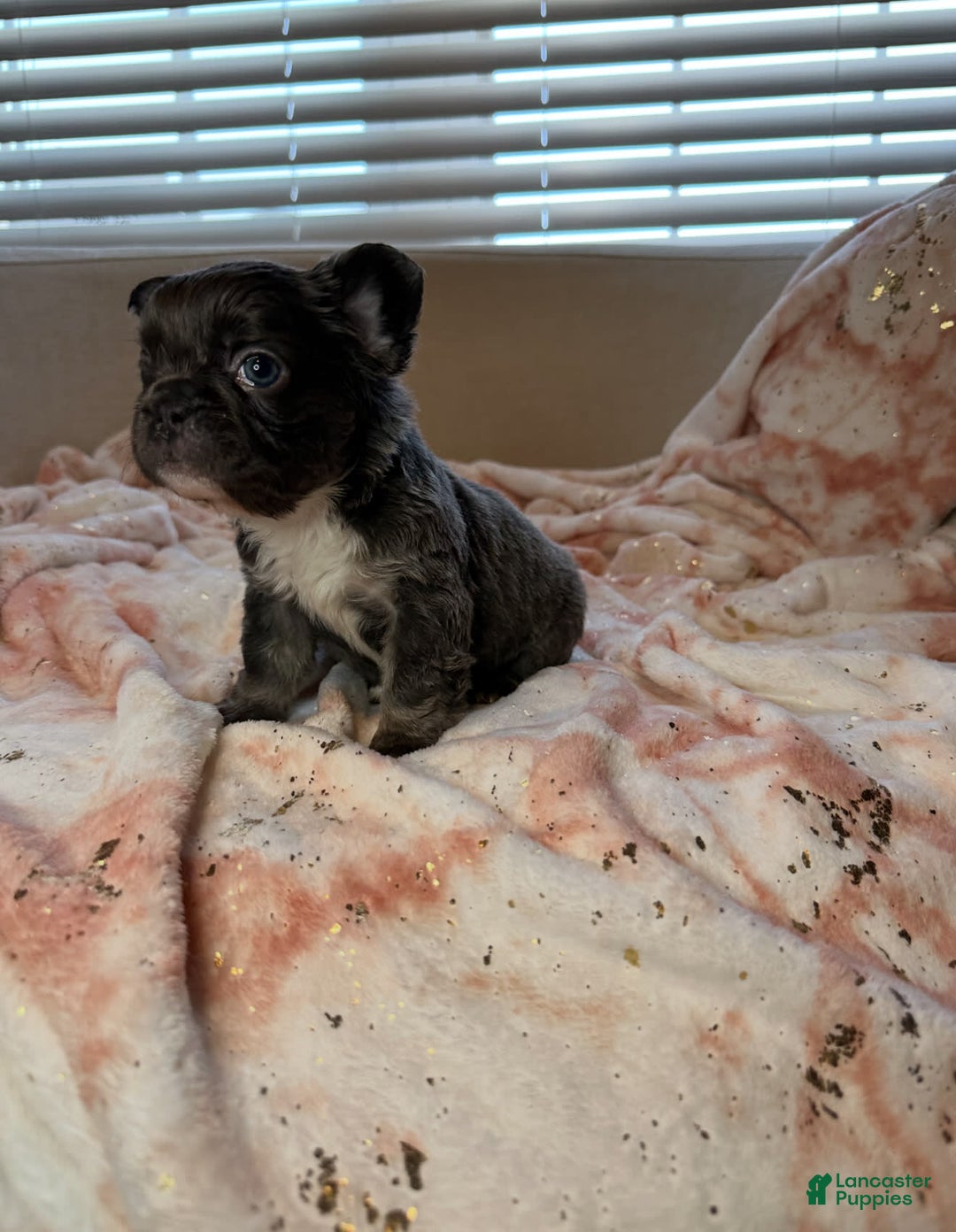 French Bulldog dogs for sale: Sky - Image 1