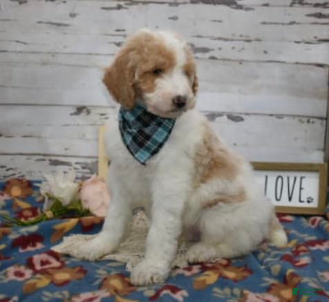 Standard Poodle dogs for sale: Gus - Image 11