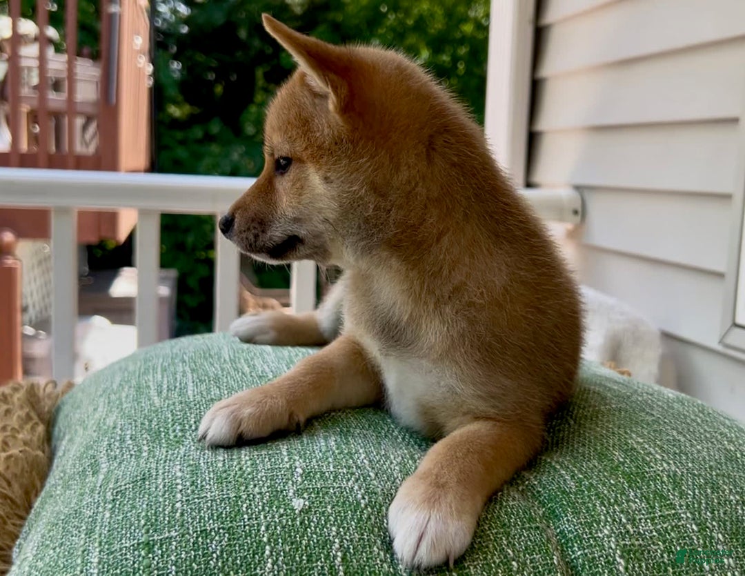 Shiba Inu dogs for sale: Juno - Image 3