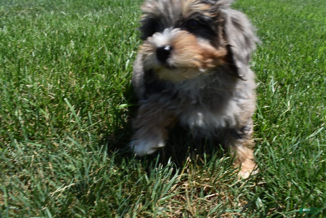 Havapoo dogs for sale: Zipper - Image 1