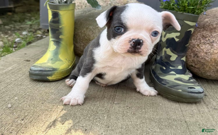 Boston Terrier dogs for sale - Ad 5