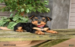 Yorkshire Terrier dogs for sale: Yorkshire Terrier 5 puppies - Image 3