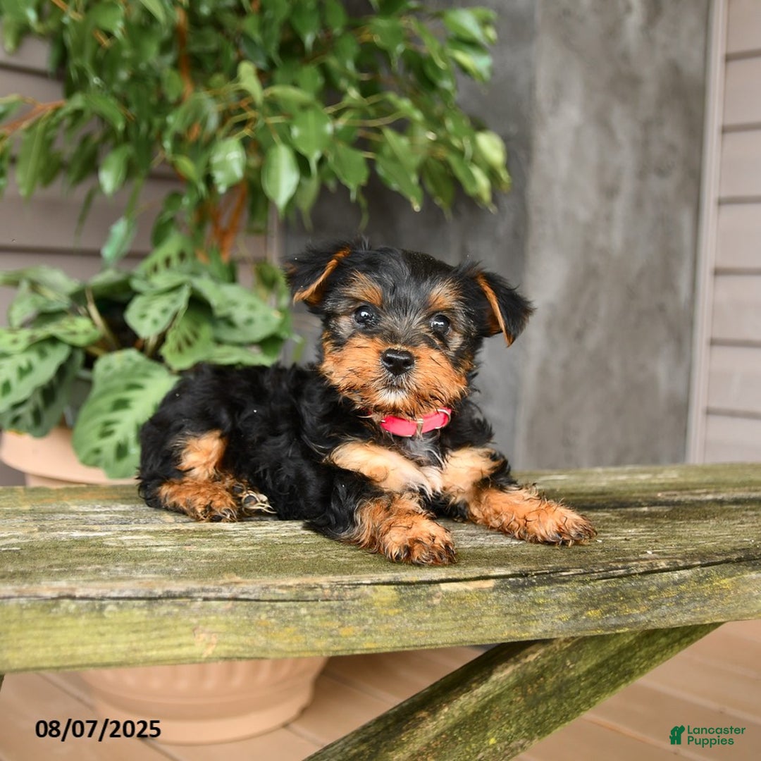 Yorkshire Terrier dogs for sale: Yorkshire Terrier 5 puppies - Image 3