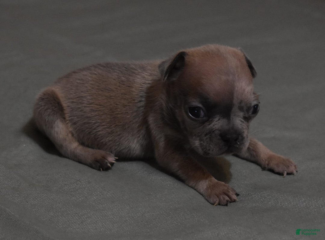 French Bulldog dogs for sale: SAMMY LILAC MERLE - Image 4