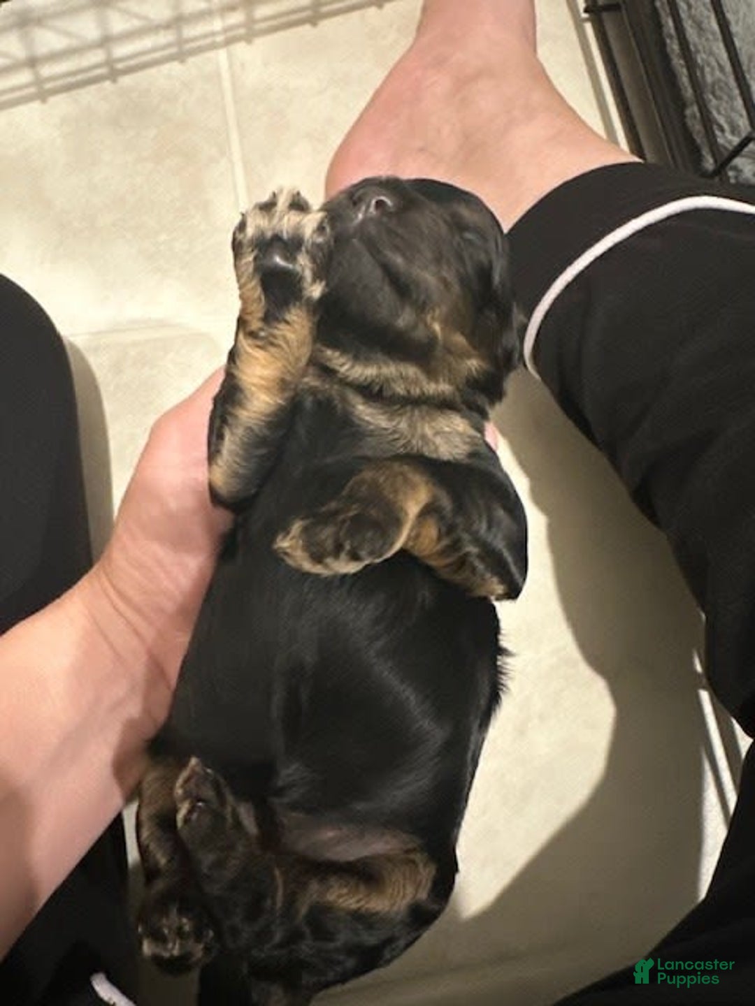 Mini Goldendoodle dogs for sale: Males Litter 2 - Image 14