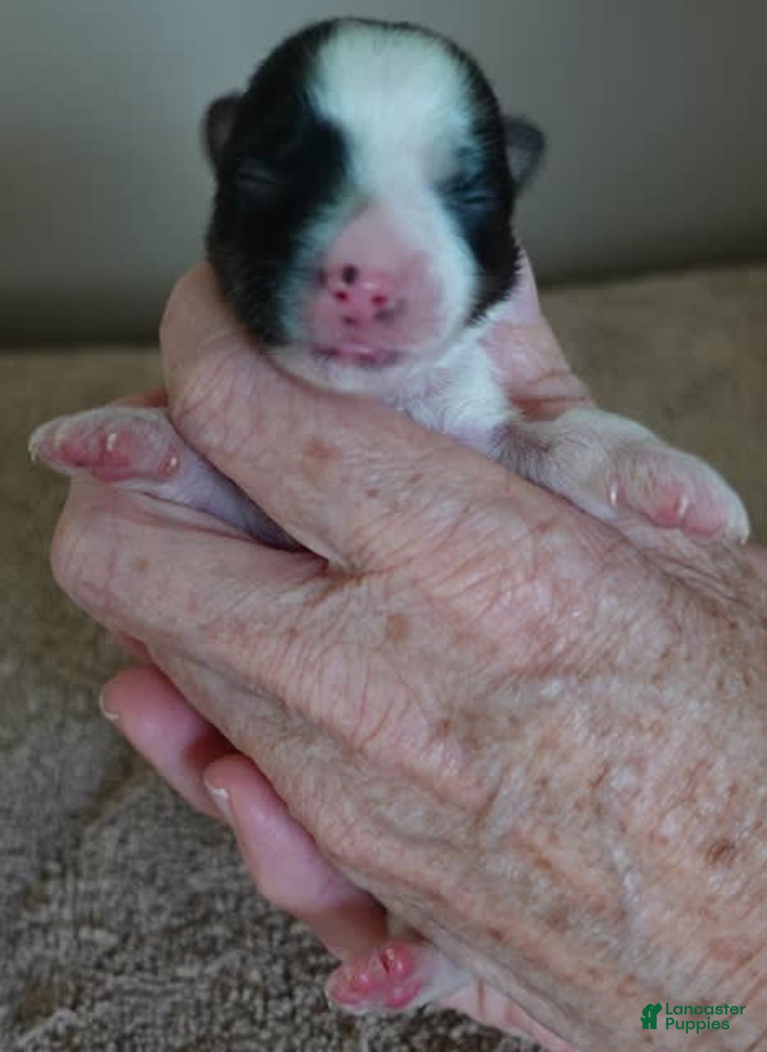 Yorkshire Terrier dogs for sale: Beckham - Image 13