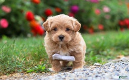 Maltipoo dogs for sale: Tommy - Image 7