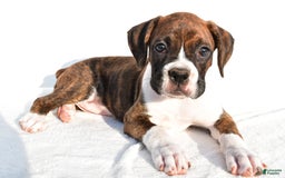 Boxer dogs for sale: Melody - Image 3