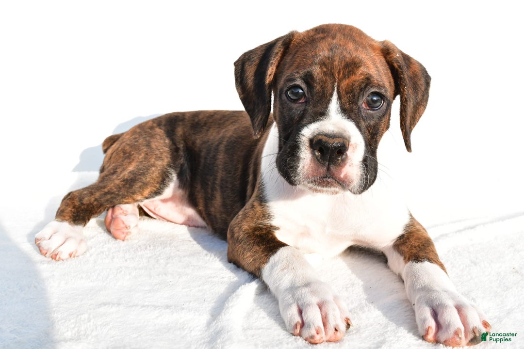 Boxer dogs for sale: Melody - Image 3