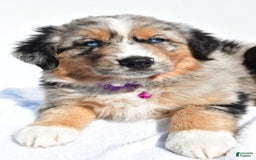 Miniature Australian Shepherd dogs for sale: Indie - Image 4