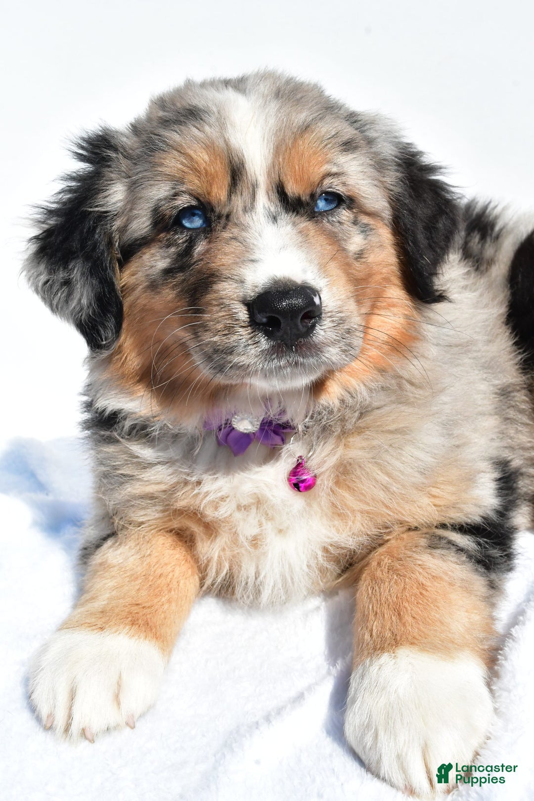 Miniature Australian Shepherd dogs for sale: Indie - Image 4