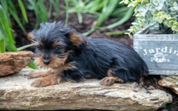 Yorkshire Terrier dogs for sale: Shelby - Image 1