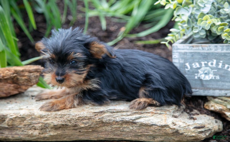 Yorkshire Terrier dogs for sale - Ad 2