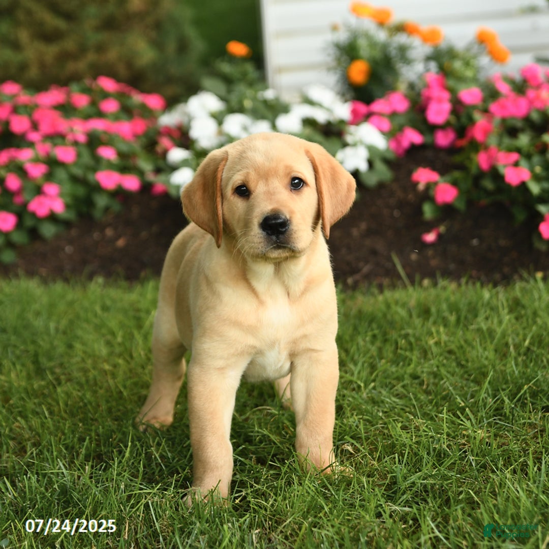 Labrador Retriever dogs for sale: Sugar - Image 2