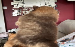 Pomeranian dogs for sale: Alfred - Image 3