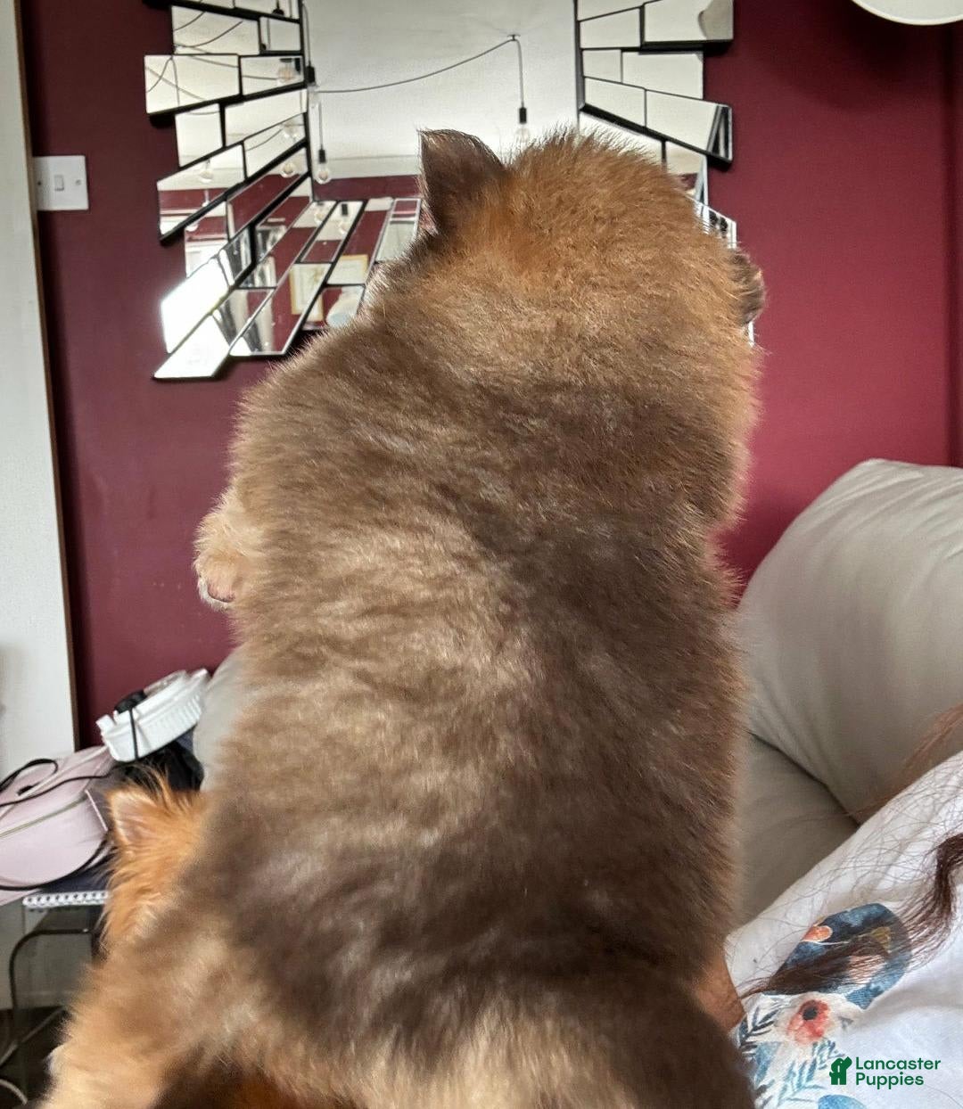 Pomeranian dogs for sale: Alfred - Image 3