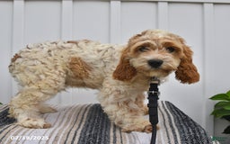 Cockapoo dogs for sale: Fluffy - Image 3