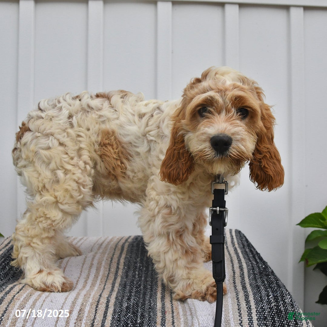 Cockapoo dogs for sale: Fluffy - Image 3