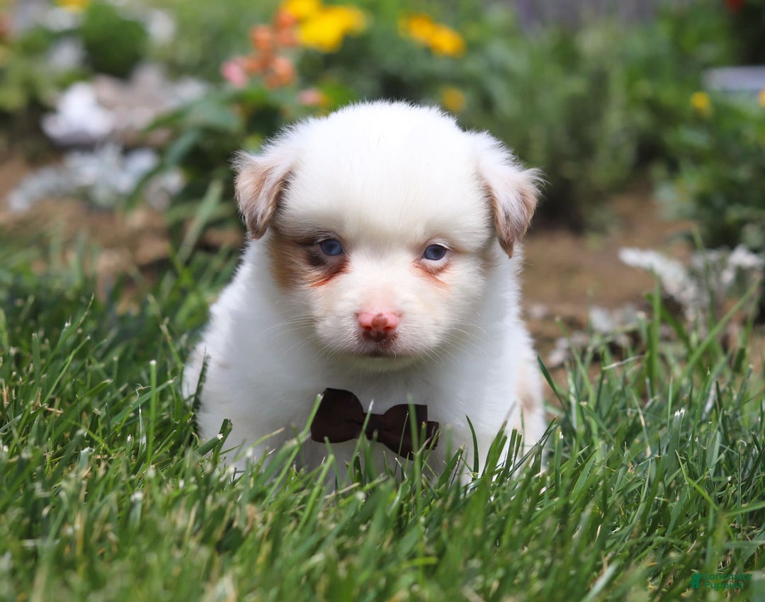 Australian Shepherd dogs for sale: Zachary - Image 2